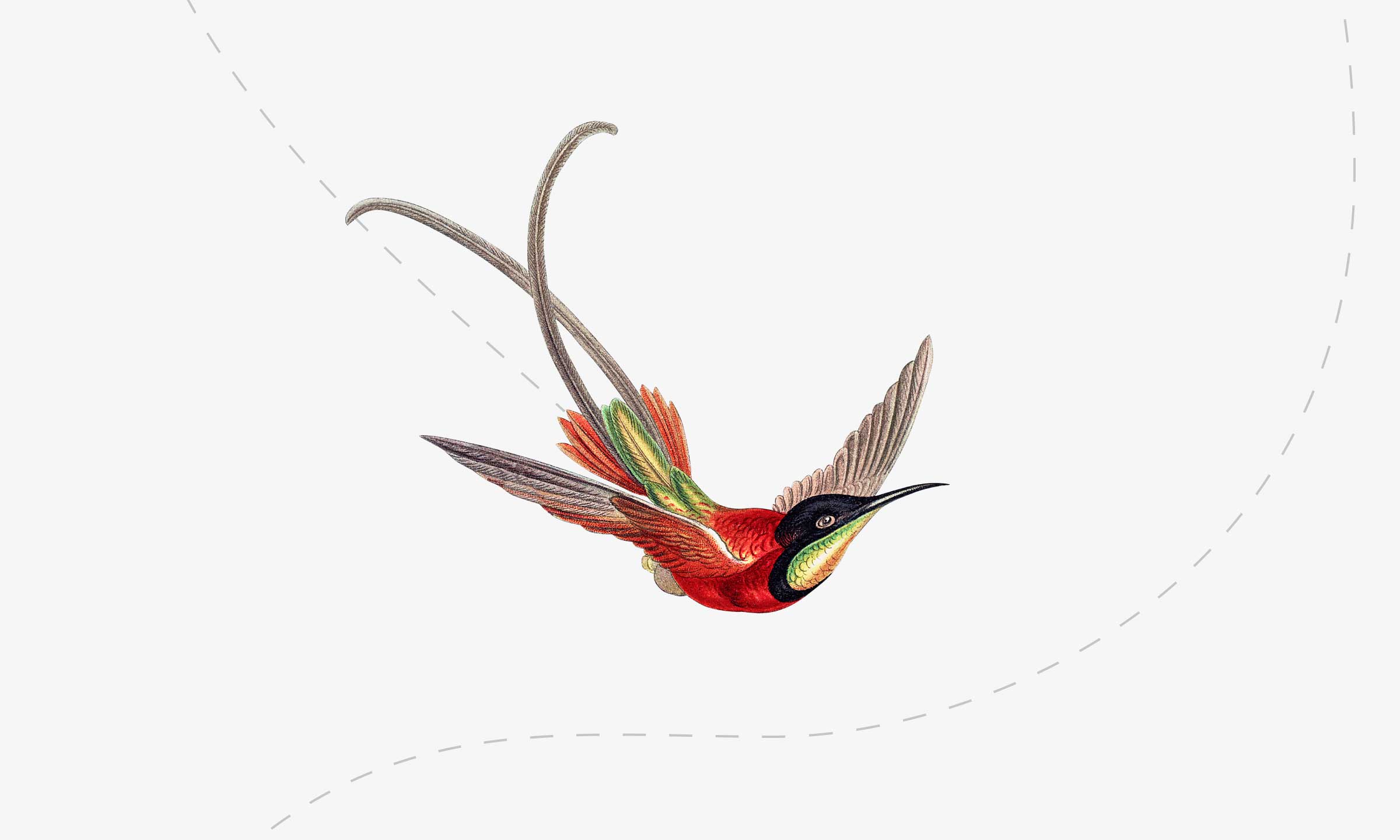 Illustration av en flygande fågel