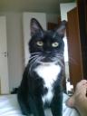 Findus